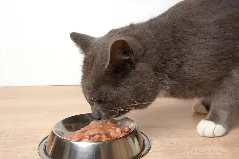 宠物罐头多吃有害？食品添加剂的真相大揭密！